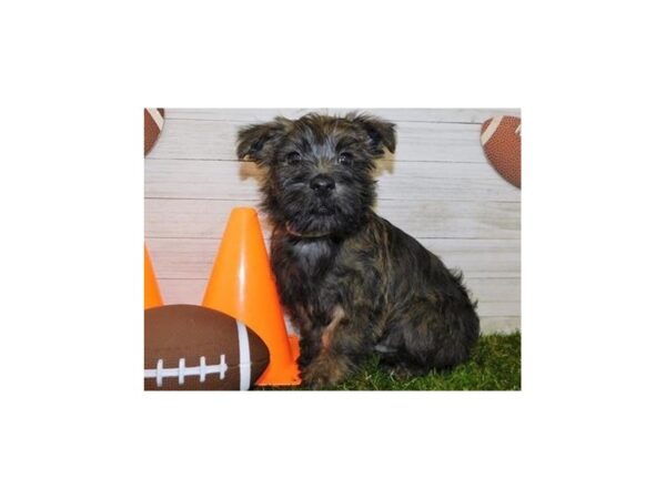 Cairn Terrier DOG Male Brindle 19527 Petland Batavia, Illinois