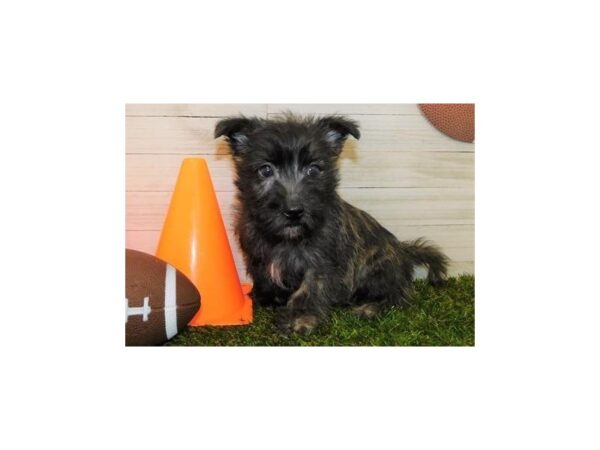 Cairn-Westie DOG Female Brindle 19530 Petland Batavia, Illinois