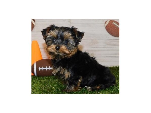 Yorkshire Terrier DOG Male Black / Tan 19801 Petland Batavia, Illinois