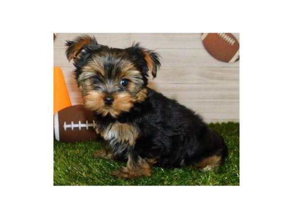 Yorkshire Terrier DOG Male Black / Tan 19800 Petland Batavia, Illinois