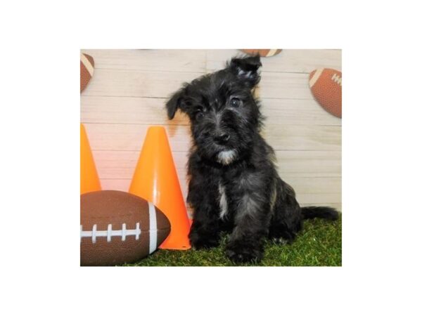 Cairn-Westie DOG Male Black Brindle 11629 Petland Batavia, Illinois