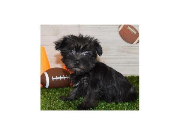 Morkie DOG Female Black / Silver 11630 Petland Batavia, Illinois