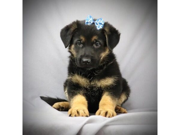 German Shepherd DOG Female Black and Tan 19807 Petland Batavia, Illinois