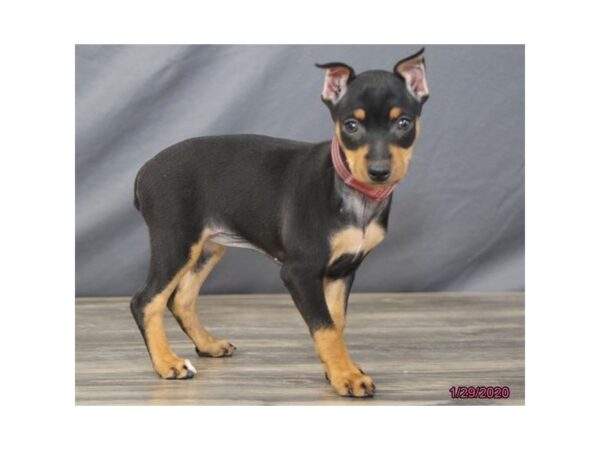 Miniature Pinscher DOG Female Black / Tan 19808 Petland Batavia, Illinois