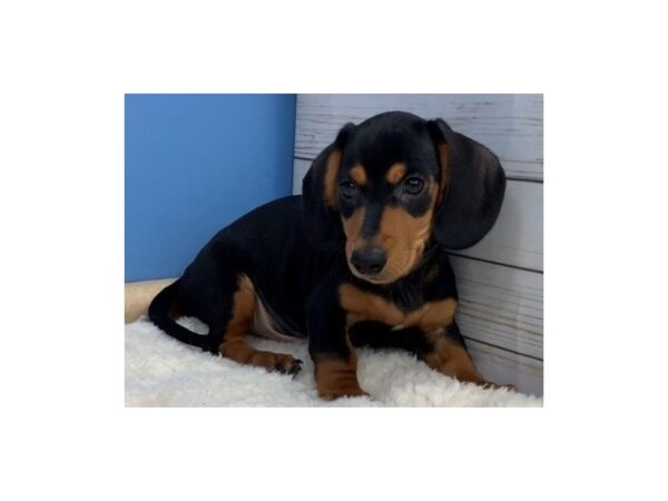 Dachshund DOG Male Black and Tan 11643 Petland Batavia, Illinois