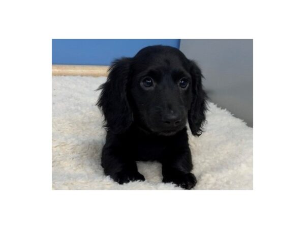 Dachshund DOG Male Black, Long Coat 19537 Petland Batavia, Illinois