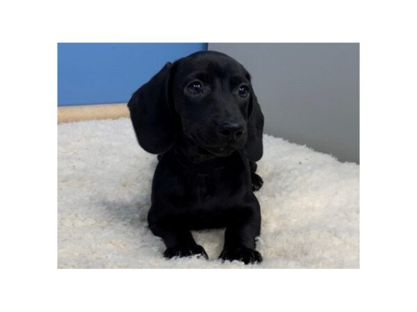 Dachshund DOG Male Black 19536 Petland Batavia, Illinois