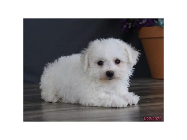 Bichon Frise DOG Male White 11631 Petland Batavia, Illinois