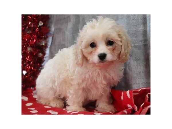 Cavachon-DOG-Female-Blenheim / White-11633-Petland Batavia, Illinois