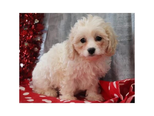 Cavachon DOG Female Blenheim / White 11633 Petland Batavia, Illinois