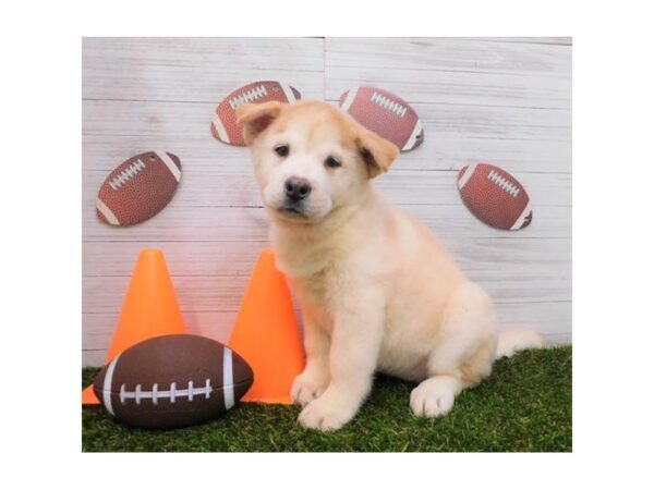 Chowsky-DOG-Female-Red / White-19819-Petland Batavia, Illinois