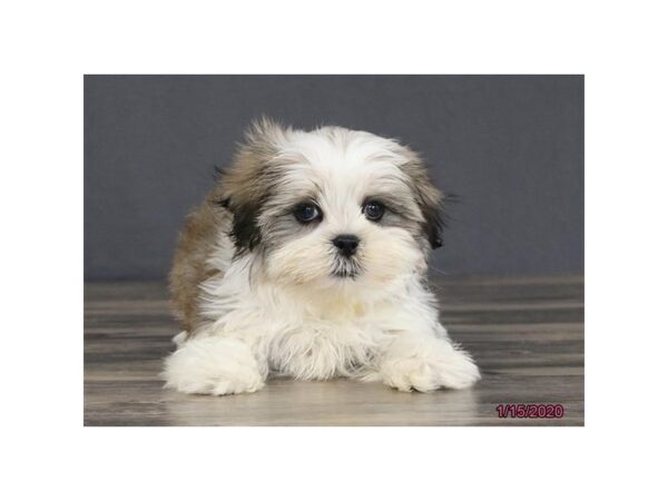 Mal Shi DOG Male Sable / White 11634 Petland Batavia, Illinois