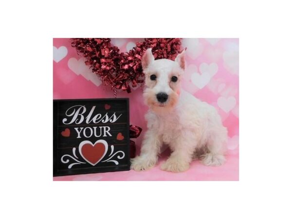 Miniature Schnauzer-DOG-Male-White-19544-Petland Batavia, Illinois