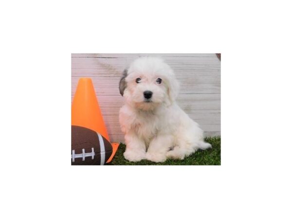 Havachon-DOG-Female-Sable / White-19818-Petland Batavia, Illinois