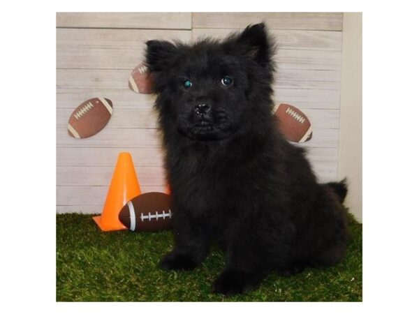 Chow Chow DOG Female Black 19812 Petland Batavia, Illinois