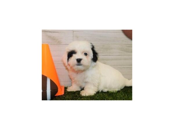 Havachon-DOG-Male-White-19548-Petland Batavia, Illinois