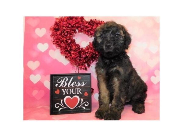 Whoodle DOG Female Wheaten 19546 Petland Batavia, Illinois