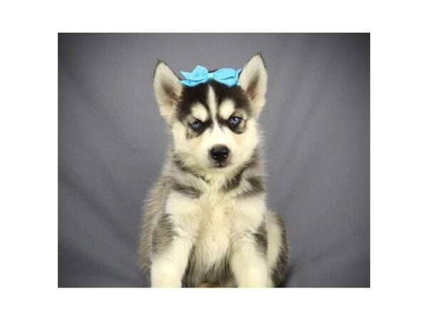 Siberian Husky DOG Female Black and Tan 19822 Petland Batavia, Illinois