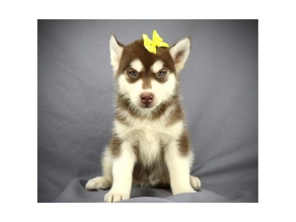 Siberian Husky DOG Female Red / White 19821 Petland Batavia, Illinois