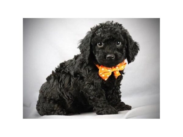 Mini Labradoodle 2nd Gen-DOG-Male-Black-19551-Petland Batavia, Illinois