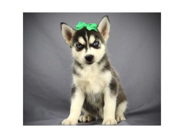 Siberian Husky DOG Female Black and Tan 19552 Petland Batavia, Illinois