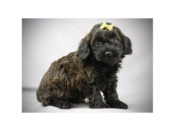 Mini Labradoodle 2nd Gen DOG Female Black sable 19824 Petland Batavia, Illinois