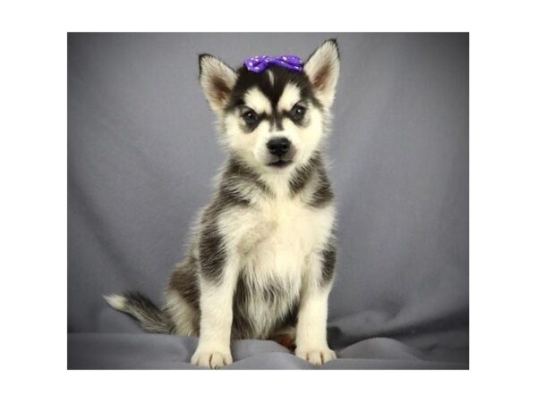 Siberian Husky DOG Female Black & White 11635 Petland Batavia, Illinois