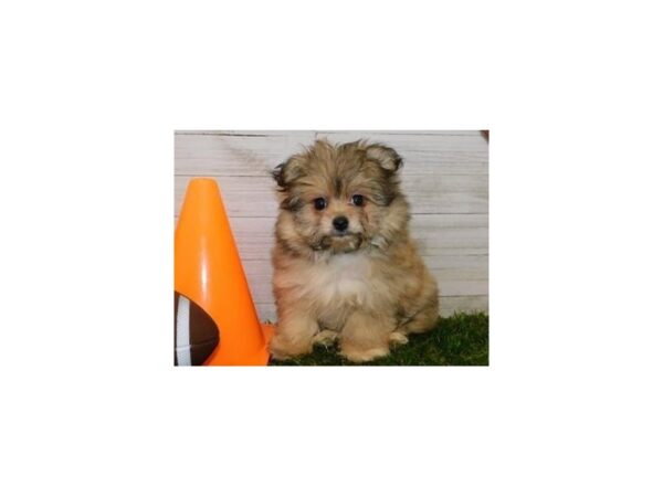 Pomachon DOG Female Red Sable 19553 Petland Batavia, Illinois