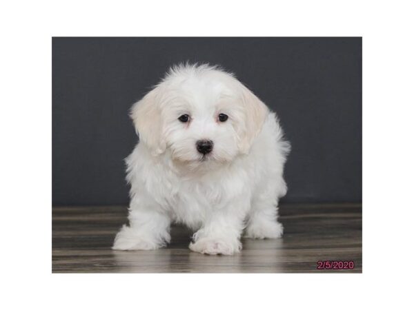 Coton De Tulear DOG Male White 11699 Petland Batavia, Illinois