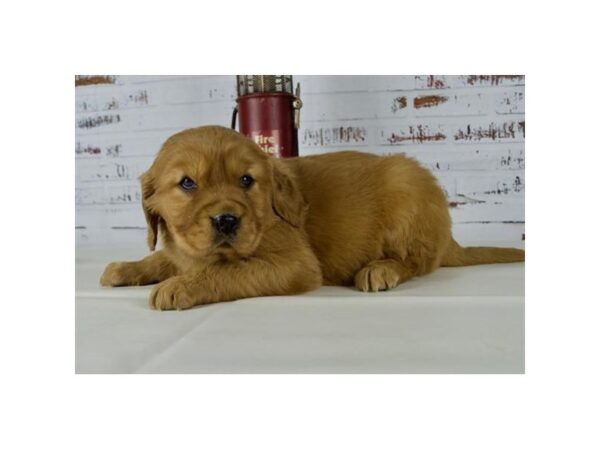 Mini Golden Retriever DOG Male Dark Golden 19827 Petland Batavia, Illinois