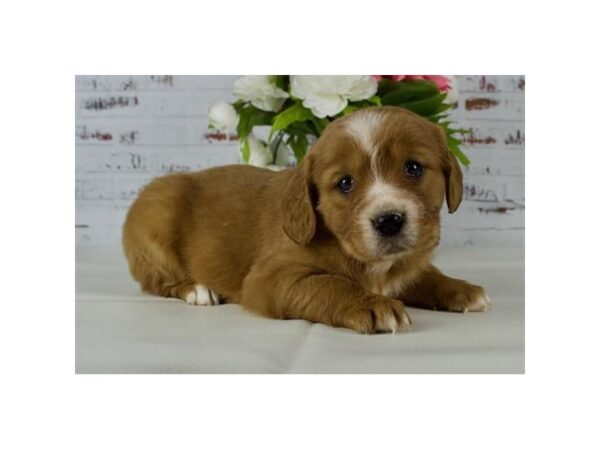 Mini Golden Retriever DOG Female Dark Golden 19828 Petland Batavia, Illinois