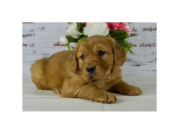 Mini Golden Retriever DOG Female Dark Golden 11655 Petland Batavia, Illinois