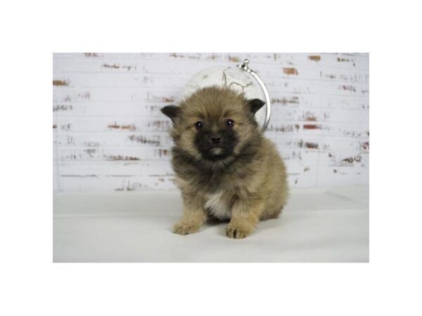 Pomeranian DOG Male Sable, Black markings 11687 Petland Batavia, Illinois