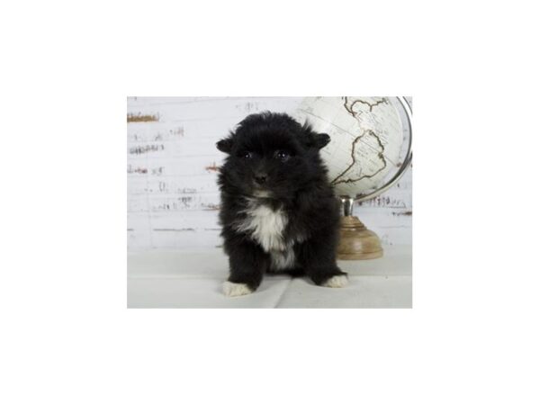 Pomeranian DOG Female Black, White Markings 11686 Petland Batavia, Illinois