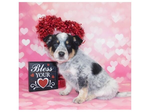 Australian Cattle Dog DOG Female Blue Merle 19587 Petland Batavia, Illinois