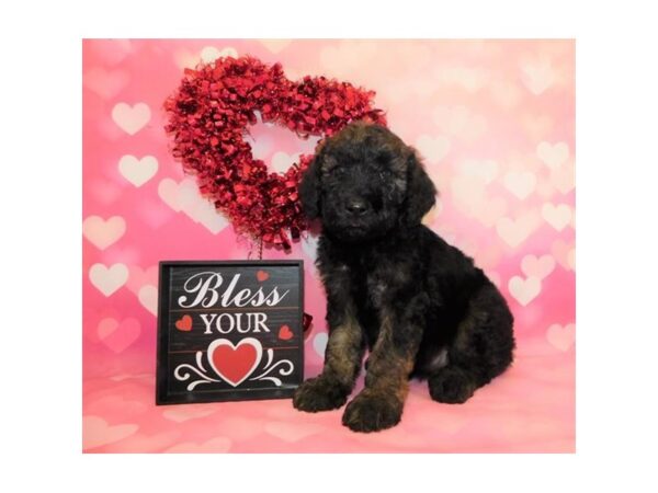 Whoodle DOG Female Black Sable 19839 Petland Batavia, Illinois