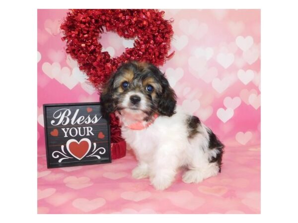 Cocker Spaniel/Bichon Frise DOG Female Sable / White 19838 Petland Batavia, Illinois