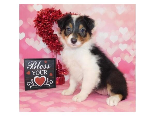 Australian Shepherd DOG Female Black 19836 Petland Batavia, Illinois