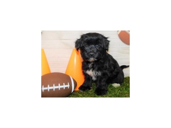 Havapoo DOG Female Black 11640 Petland Batavia, Illinois