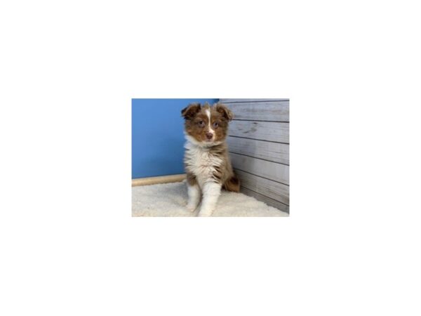 Miniature Australian Shepherd DOG Female Red Merle 19541 Petland Batavia, Illinois