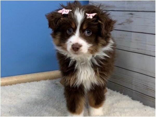 Miniature Australian Shepherd DOG Male Red Tri 11642 Petland Batavia, Illinois