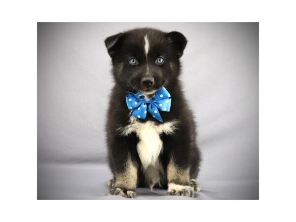 Pomsky-DOG-Male-black/white/Tan-19840-Petland Batavia, Illinois