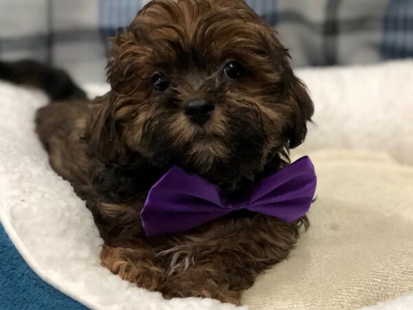 Shih-Poo DOG Male Chocolate Sable 11644 Petland Batavia, Illinois