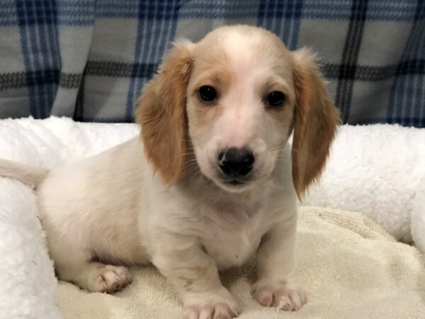 Dachshund DOG Male Fawn & White Piebald 11647 Petland Batavia, Illinois