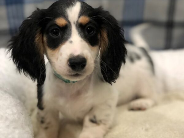 Dachshund DOG Male White, Black Piebald 11646 Petland Batavia, Illinois