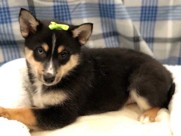 Pomsky DOG Female Black Tri Colored 11651 Petland Batavia, Illinois