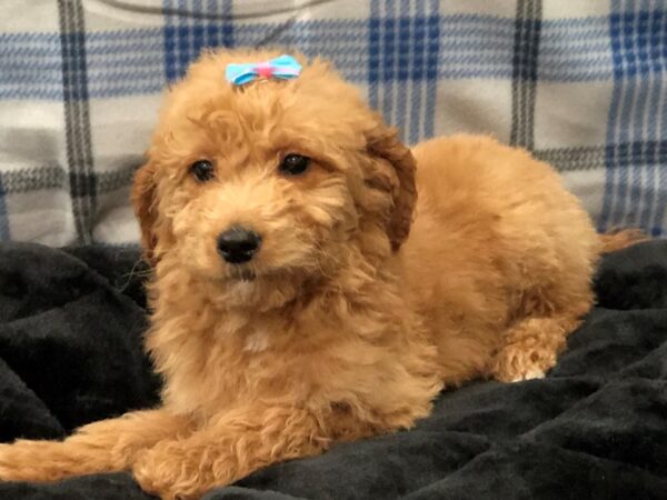 Goldendoodle Mini 2nd Gen DOG Female Red 11653 Petland Batavia, Illinois