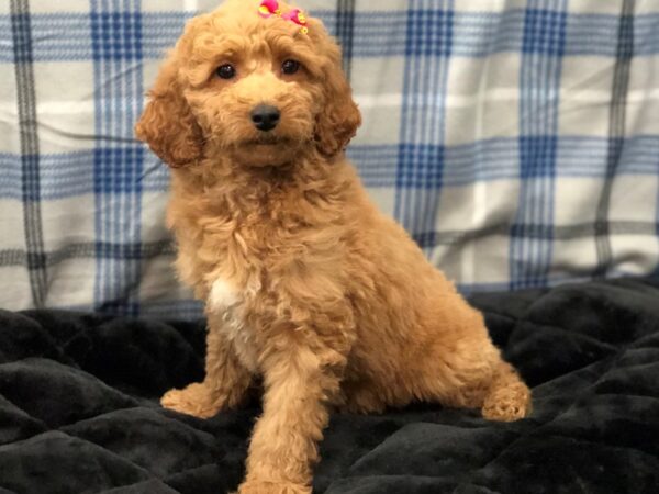 Goldendoodle Mini 2nd Gen DOG Female Red 11652 Petland Batavia, Illinois