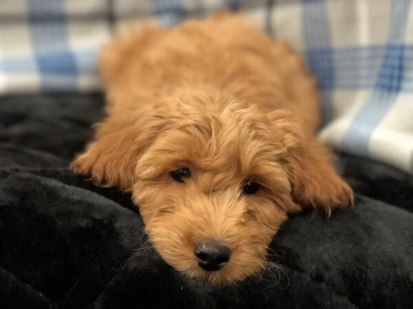 Goldendoodle Mini 2nd Gen DOG Male Red 11654 Petland Batavia, Illinois