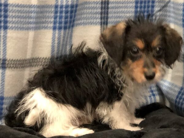 Doxie-Poo DOG Male Black and White 11645 Petland Batavia, Illinois